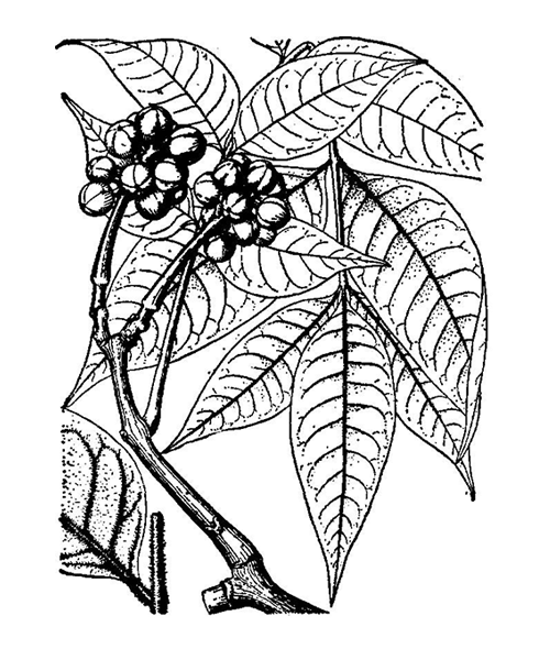 Natural compounds from  Phellodendron chinense